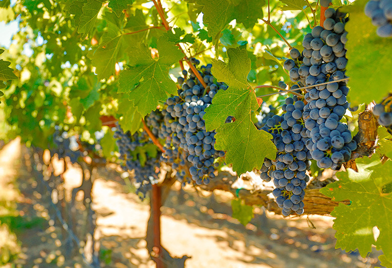 NVN-grapes-790x540_1 (1)